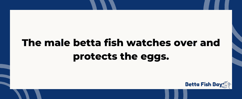 The male betta fish watches over and protects the eggs. data