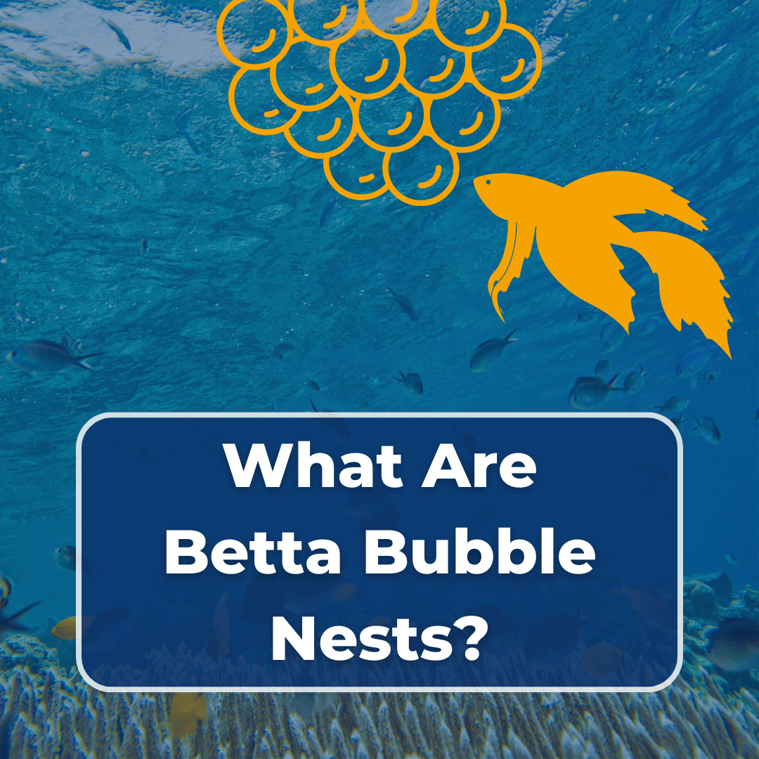 betta bubble nest featured