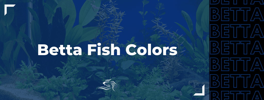 betta fish colors ATF