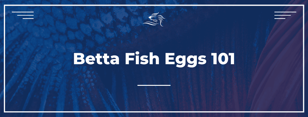 betta fish eggs ATF