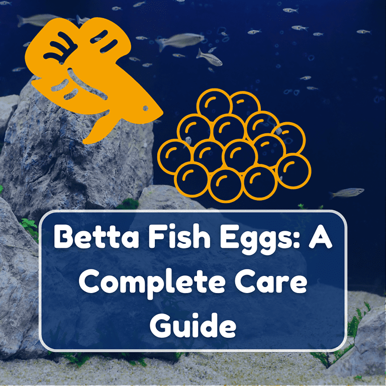betta fish eggs featured