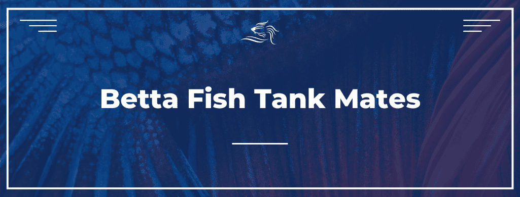 betta fish tank mates ATF