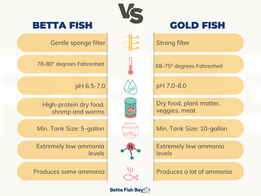 betta fish vs gold fish