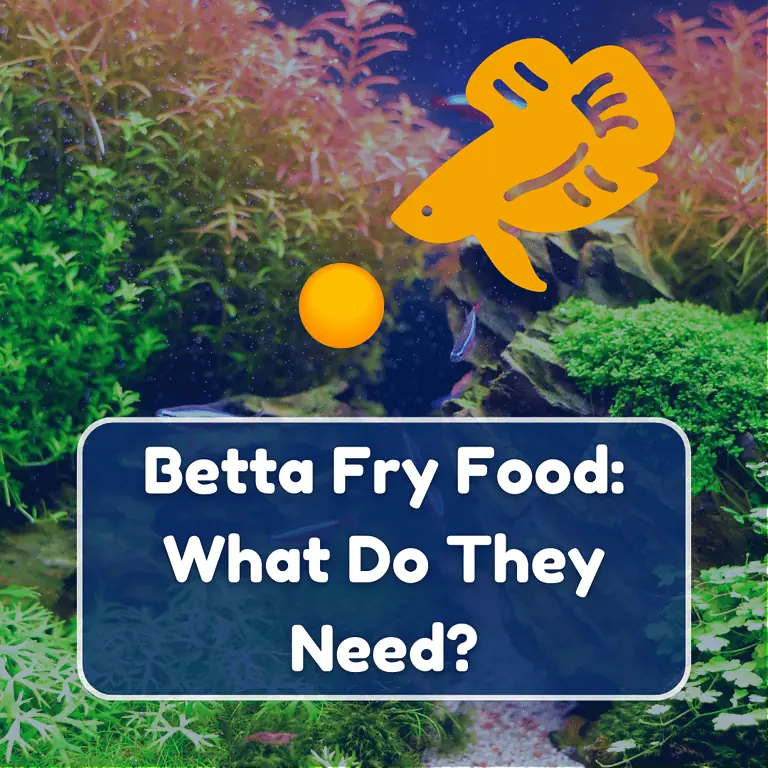 betta fry food featured
