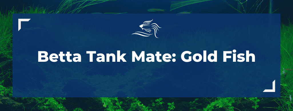 betta tank mate gold fish ATF