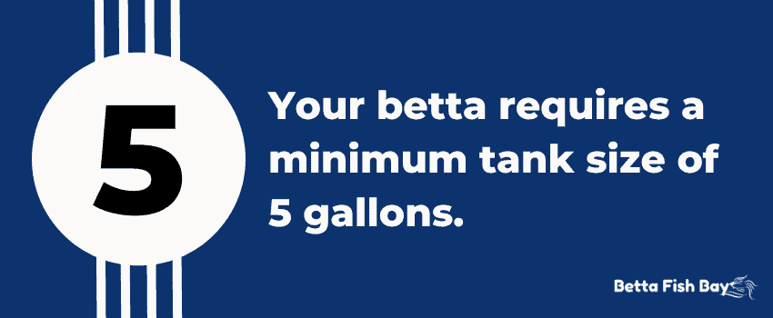 betta water tank size data