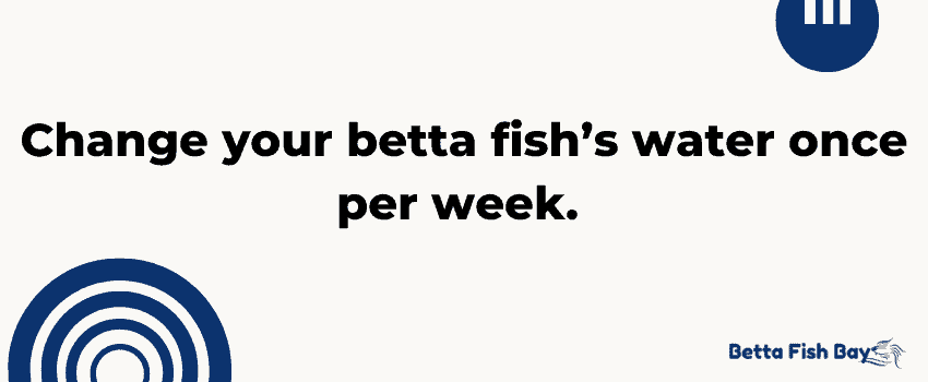 change your betta fish water weekly