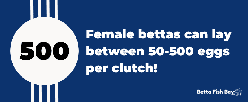 female bettas can lay between 50-500 eggs per clutch data
