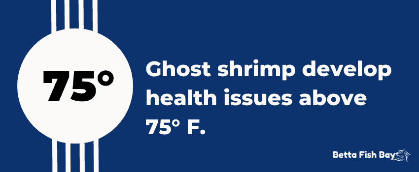 ghost shrimp 75 degrees data