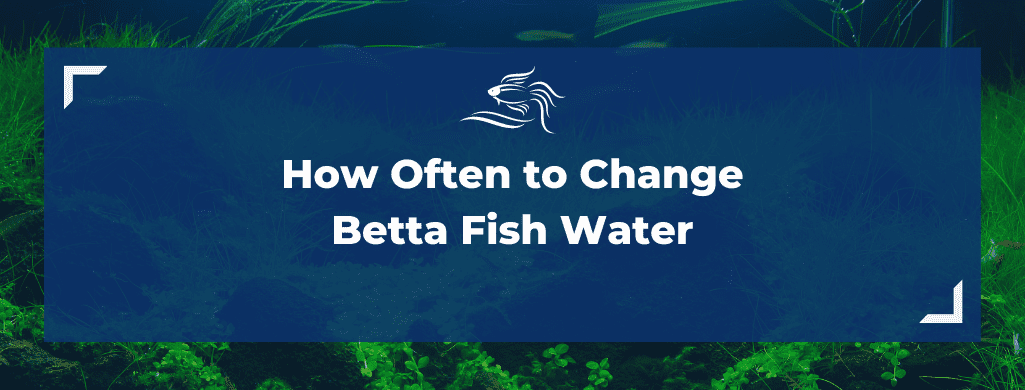 how often to change betta fish water
