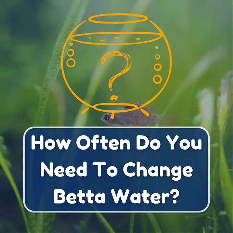 how often to change betta water featured