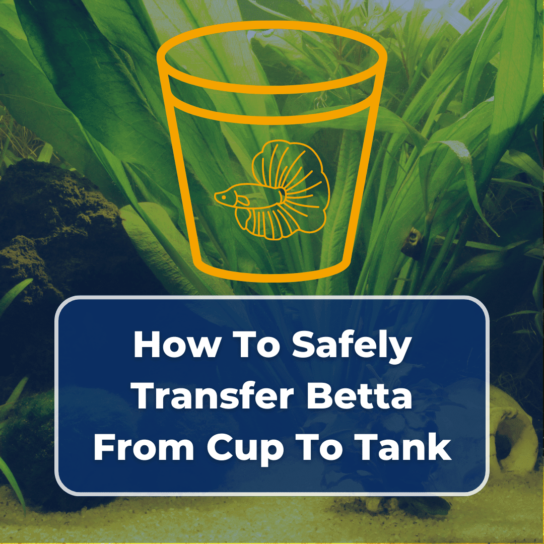 how to transfer betta fish from cup to tank featured