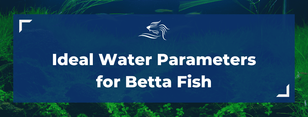 ideal water parameters for betta fish ATF