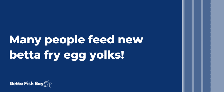 many people feed betta fry egg yolks data