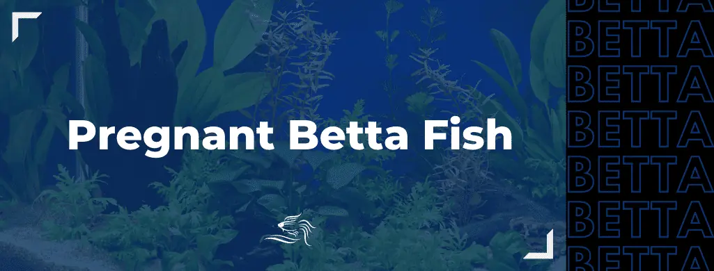 pregnant betta fish ATF