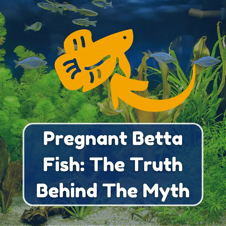 pregnant betta fish featured