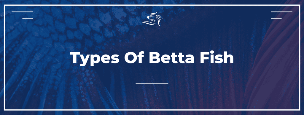 types of betta fish ATF