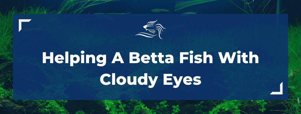 betta fish eyes cloudy atf