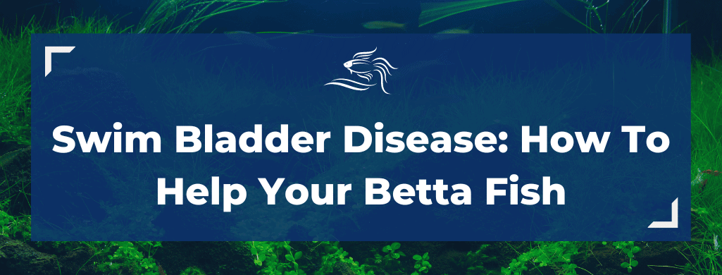swim bladder betta fish atf