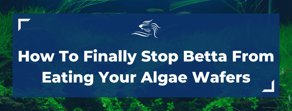 how to stop betta from eating algae wafers atf