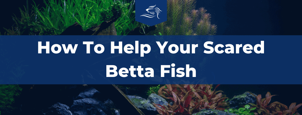scared betta fish atf