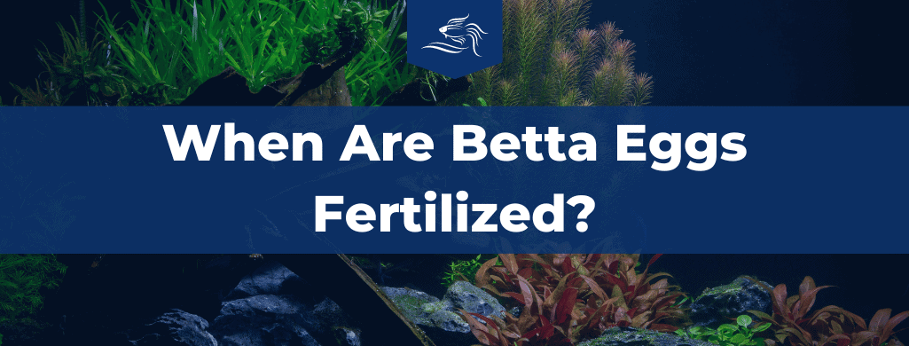 how to tell if betta eggs are fertilized atf