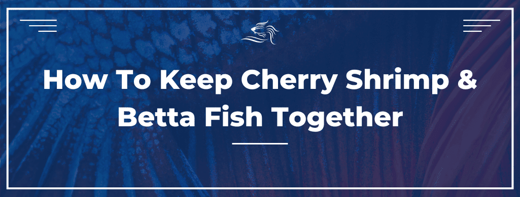 cherry shrimp and betta together atf