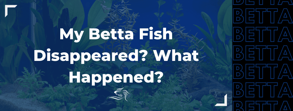 betta fish disappeared atf