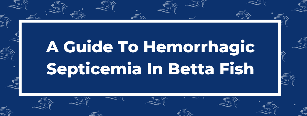 hemorrhagic septicemia in betta fish
 atf