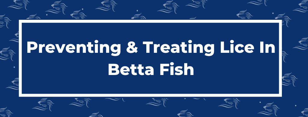 betta fish lice atf