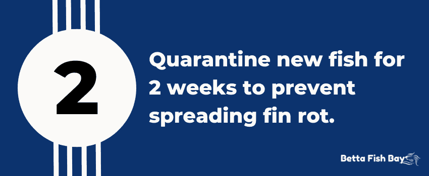 quarantine fin rot 2 weeks