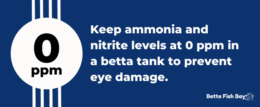 ammonia and nitrite betta cloudy eyes