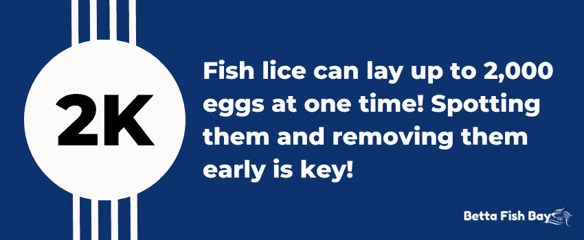 betta fish lice eggs