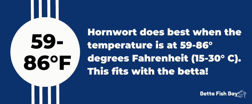 hornwort temperature