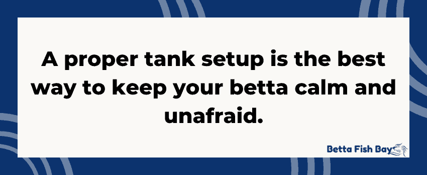 tank betta afraid