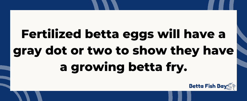 betta egg dot