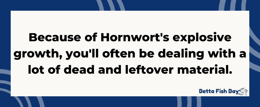 hornwort betta dead growth