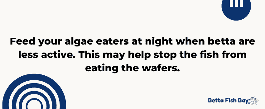 feed algae eaters at night to stop betta from eating algae