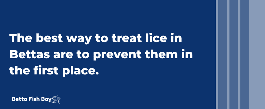 betta lice prevention