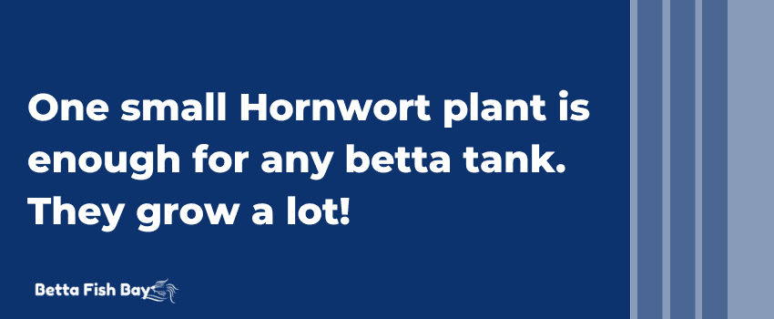 how many hornwort for betta