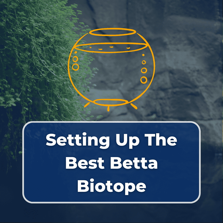 betta biotope featured