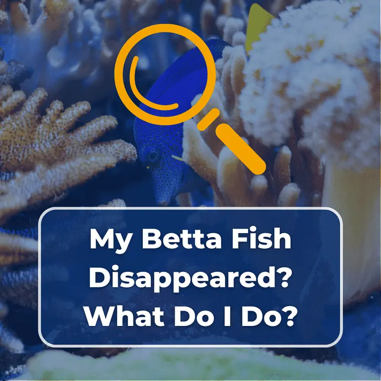 betta fish disappeared featured