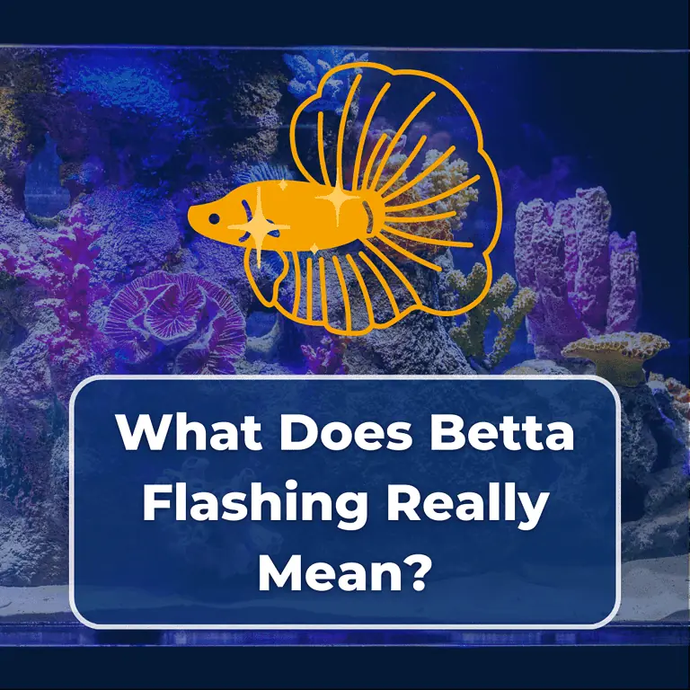betta flashing featured