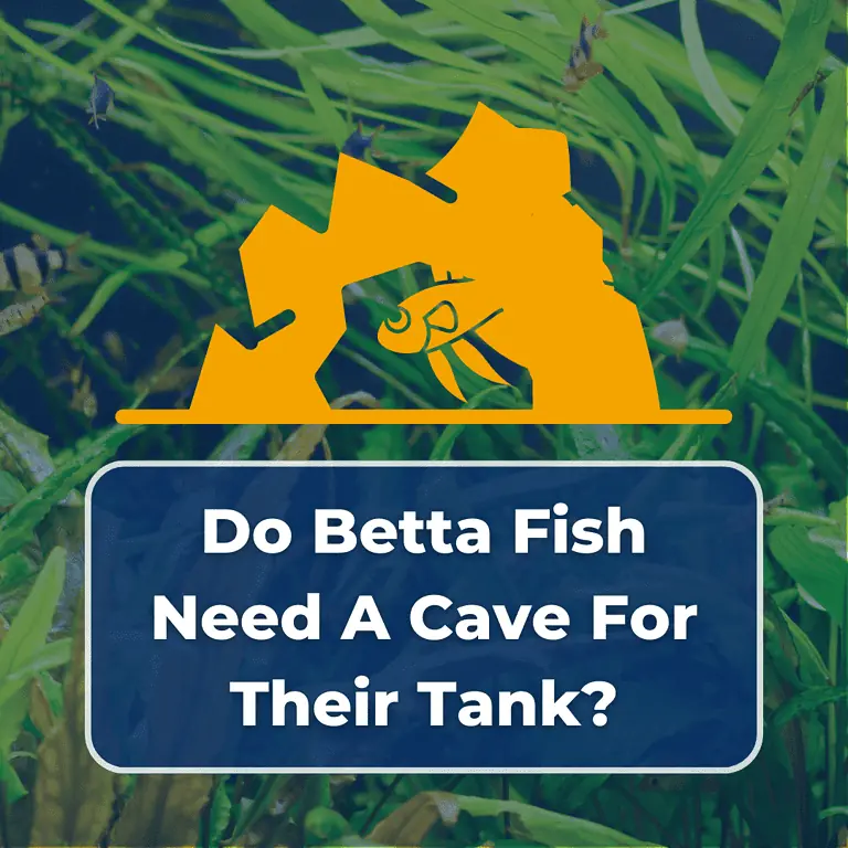 do betta fish need a cave featured