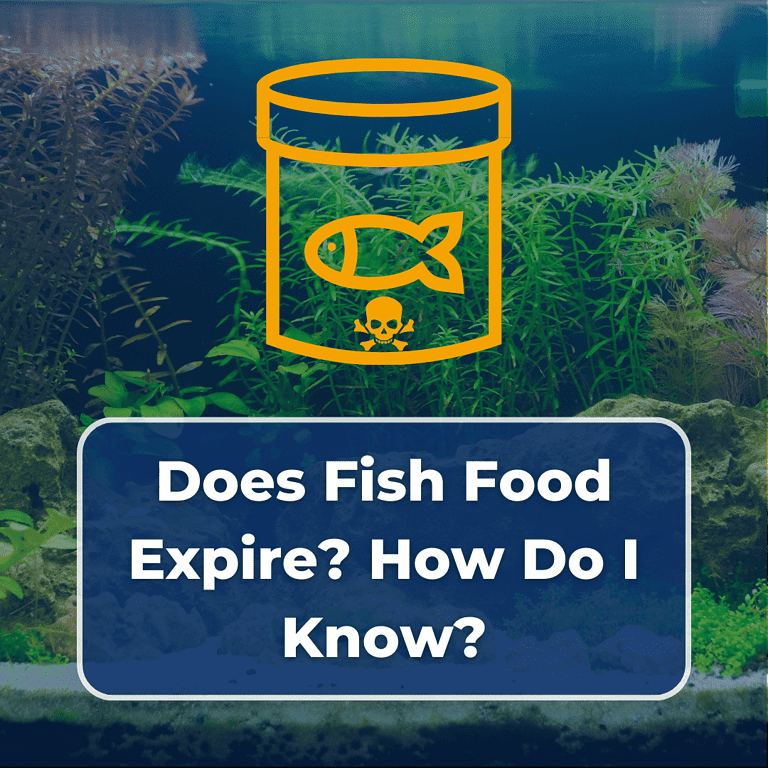 does fish food expire featured