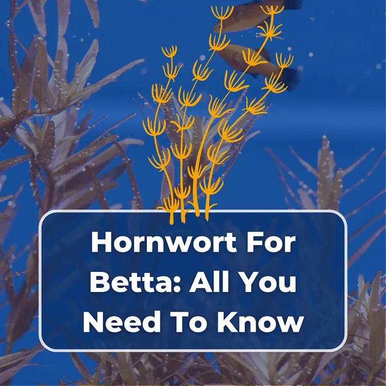 hornwort betta featured