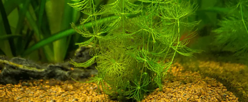 hornwort