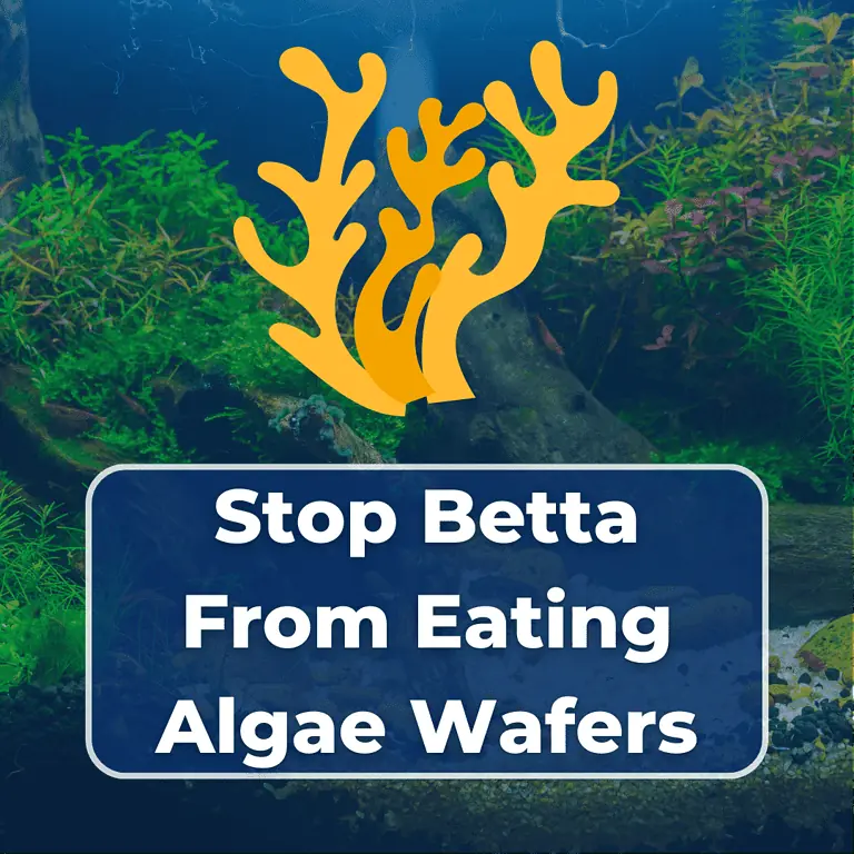 how to stop betta from eating algae wafers featured