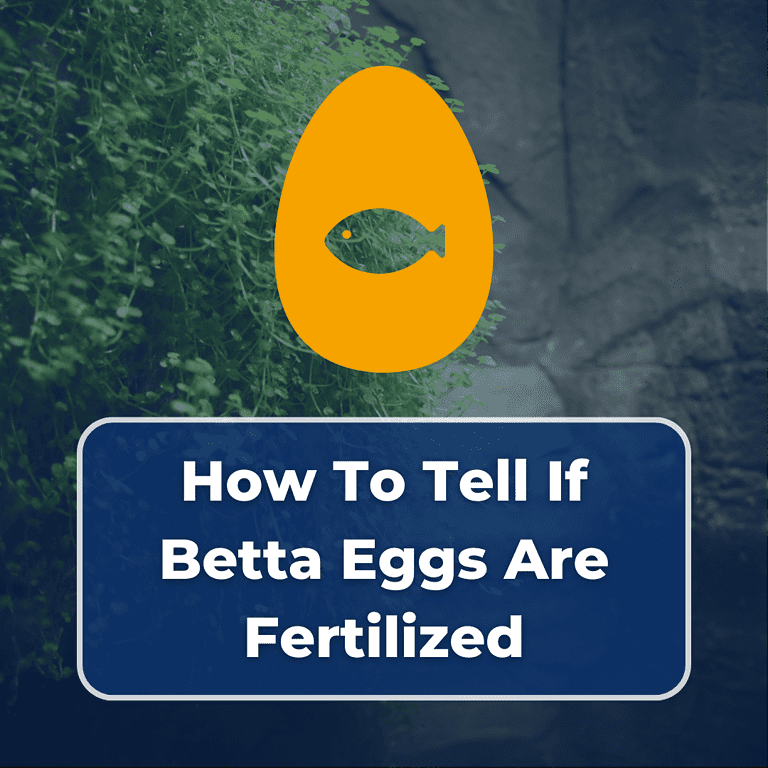 how to tell if betta eggs are fertilized featured