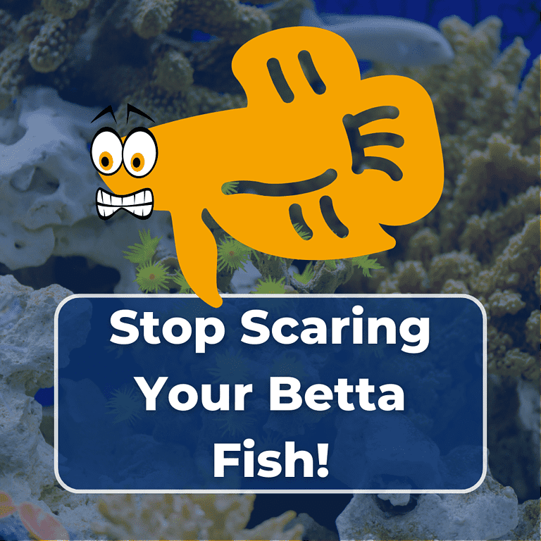 scared betta fish featured